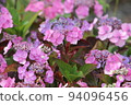 Hydrangea blueberry cheesecake 94096456