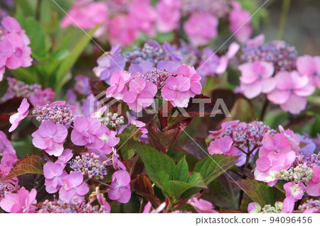 繡球花藍莓芝士蛋糕 94096456