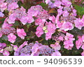 Hydrangea blueberry cheesecake 94096539