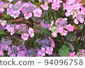 Hydrangea blueberry cheesecake 94096758