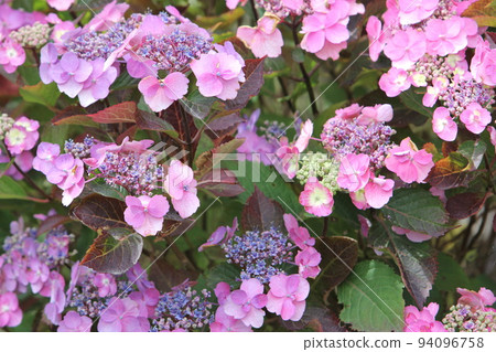 Hydrangea blueberry cheesecake 94096758