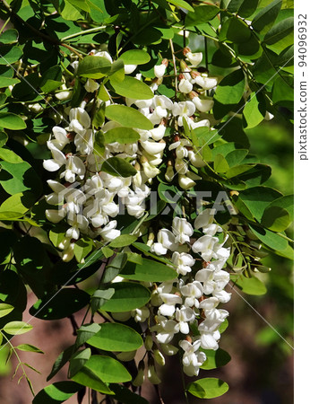 Acacia blooming in spring is flowers, leaves and needles. 94096932