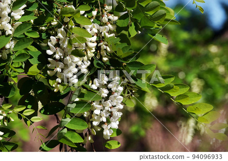 Acacia blooming in spring is flowers, leaves and needles. Acacia blooming in spring is flowers, leaves and needles. 94096933