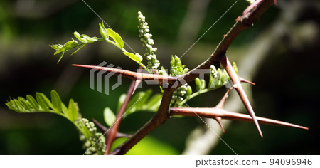 Acacia blooming in spring is flowers, leaves and needles. 94096946