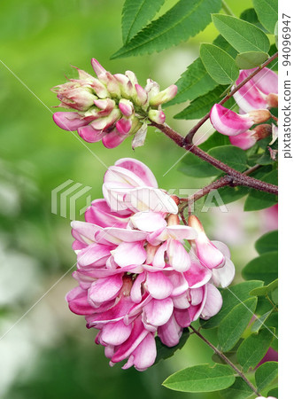 Acacia blooming in spring is flowers, leaves and needles. 94096947