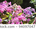Hydrangea blueberry cheesecake 94097047