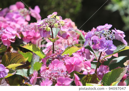 Hydrangea blueberry cheesecake 94097047