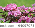 Hydrangea blueberry cheesecake 94097073