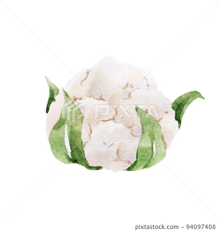 Beautiful stock clip art illustration with hand drawn watercolor tasty cauliflower vegetable. Healthy vegan food. Beautiful stock clip art illustration with hand drawn watercolor tasty cauliflower vegetable. Healthy vegan food. 94097408