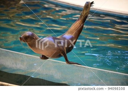 Sea lions performing in an aquarium Sea lions performing in an aquarium 94098108
