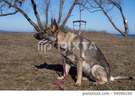 A young happy German Shepherd plays tug with a ball. Sable coloured working line breed A young happy German Shepherd plays tug with a ball. Sable coloured working line breed 94098289