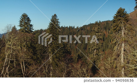 Beautiful view of the autumn forest under the sky with no clouds. there are forested mountain peaks over the colourful trees. 94098636