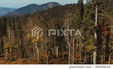 Gorgeous view of autumn forest painted in colourful yellow, green and red colours in caucasian mountains. beauty of mountain peaks covered with trees on sunny fall day. 94098638