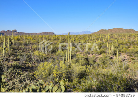Cacti in Saguaro National Park (Arizona, USA) 94098759
