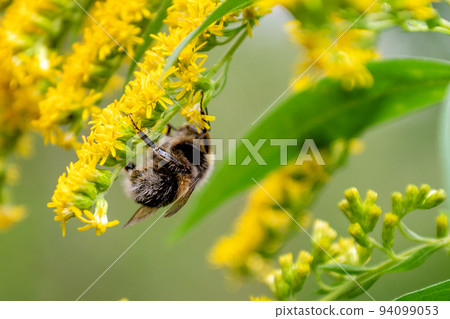 Back view of fluffy bee sitting on goldenrod yellow flower collecting nectar Back view of fluffy bee sitting on goldenrod yellow flower collecting nectar 94099053