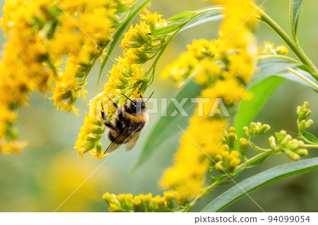 Fluffy bee picking up nectar sitting on goldenrod yellow flower Fluffy bee picking up nectar sitting on goldenrod yellow flower 94099054