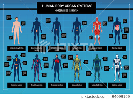 Human Body Infographics 94099169