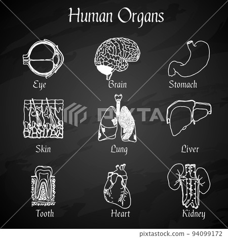 Human Organs Chalkboard Icons 94099172