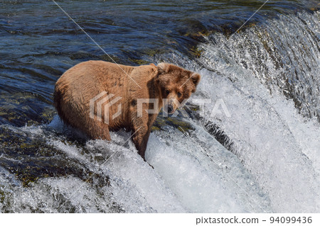 Grizzly bear in Katmai National Park (Alaska, USA) 94099436