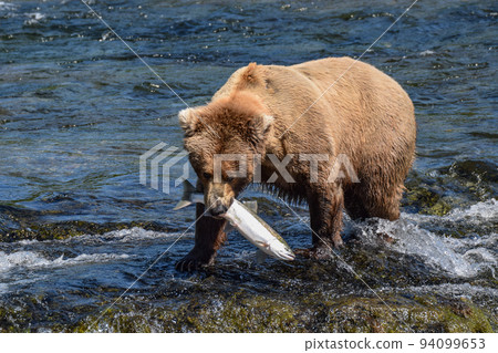 Grizzly bear in Katmai National Park eating salmon (Alaska, USA) 94099653