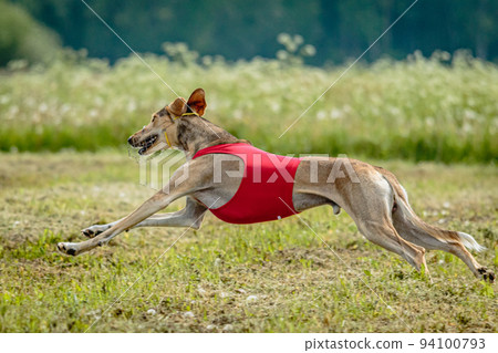 Saluki dog in red shirt running and chasing lure in the field on coursing competition 94100793