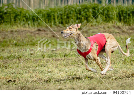 Saluki dog in red shirt running and chasing lure in the field on coursing competition 94100794