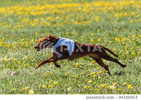 Pharaoh Hound dog in white shirt running and chasing lure in the field on coursing competition Pharaoh Hound dog in white shirt running and chasing lure in the field on coursing competition 94100853
