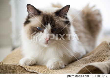 Young beautiful purebred Ragdoll cat at home Young beautiful purebred Ragdoll cat at home 94101637