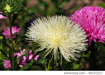 Aster flowers close up 94101817