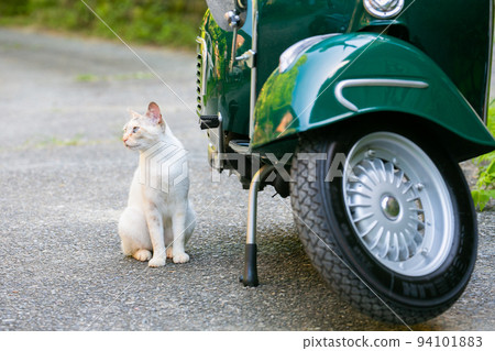 自行車和貓 Vespa 94101883
