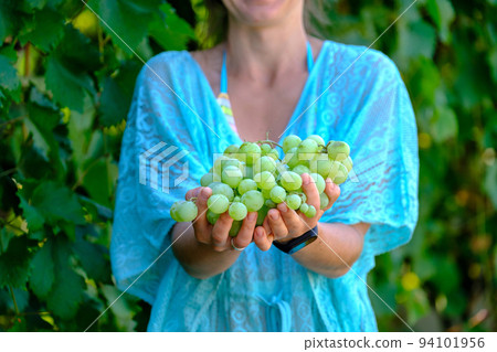 Grapes harvest. Farmers hands with freshly harvested white grapes. Grapes harvest. Farmers hands with freshly harvested white grapes. 94101956