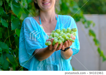 girl in September to harvest vineyards , collects the selected grape bunches in Italy for the great harvest. biological concept id , organic food and fine wine handmade girl in September to harvest vineyards , collects the selected grape bunches in Italy for the great harvest. biological concept id , organic food and fine wine handmade 94101961