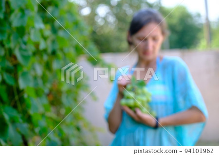 Blurred image woman holding grape in wine yard. Grape harvest. Blurred image woman holding grape in wine yard. Grape harvest. 94101962