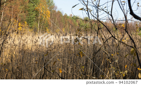 Withered yellow grass in the swamp in autumn. Trees with yellow foliage. Nature is preparing for winter. Withered yellow grass in the swamp in autumn. Trees with yellow foliage. Nature is preparing for winter. 94102067