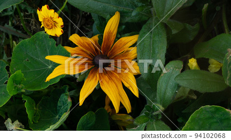 Yellow-brown oneflower close-up against the background of green foliage and small inflorescences Yellow-brown oneflower close-up against the background of green foliage and small inflorescences 94102068