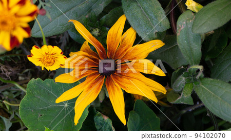 Yellow-brown oneflower close-up against the background of green foliage and small inflorescences Yellow-brown oneflower close-up against the background of green foliage and small inflorescences 94102070