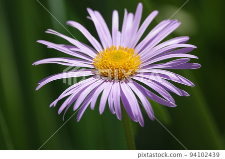 Astra flowers are herbaceous plants with delicate flowers. Astra flowers are herbaceous plants with delicate flowers. 94102439