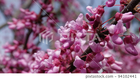 Flowers Bagryannik European with pink flowers in the park of the city of Kiev 94102441