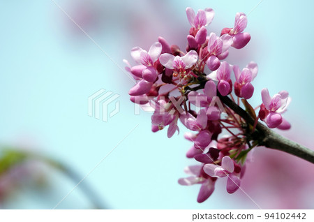 Flowers Bagryannik European with pink flowers in the park of the city of Kiev 94102442