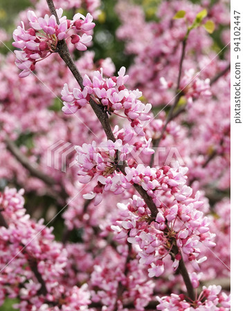 Flowers Bagryannik European with pink flowers in the park of the city of Kiev 94102447