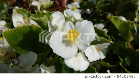 Begonia blooms in spring with very delicate flowers Begonia blooms in spring with very delicate flowers 94102483