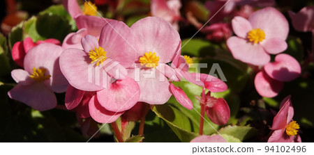 Flowers Everflowering begonia is an annual herbaceous plant, a species of the genus Marigold, family Asteraceae or Compositae. Flowers Everflowering begonia is an annual herbaceous plant, a species of the genus Marigold, family Asteraceae or Compositae. 94102496