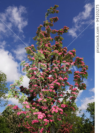 Spring flowering hawthorn pink flowers on branches 94103275