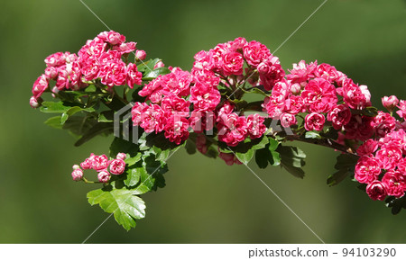Spring flowering hawthorn pink flowers on branches Spring flowering hawthorn pink flowers on branches 94103290