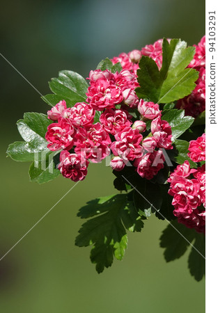 Spring flowering hawthorn pink flowers on branches Spring flowering hawthorn pink flowers on branches 94103291