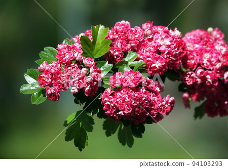 Spring flowering hawthorn pink flowers on branches Spring flowering hawthorn pink flowers on branches 94103293
