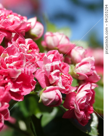 Spring flowering hawthorn pink flowers on branches Spring flowering hawthorn pink flowers on branches 94103294