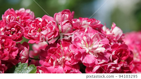 Spring flowering hawthorn pink flowers on branches 94103295