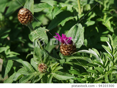 Cornflower Rough is a flower with beautiful delicate petals 94103300