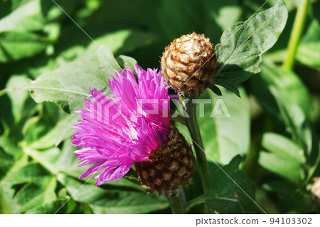 Cornflower Rough is a flower with beautiful delicate petals 94103302